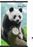 Настенный пленочный обогреватель серия животные "Панда"