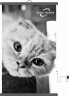 Настенный пленочный обогреватель серия коты "Фотогеничный кот"