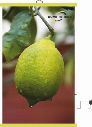 Настенный пленочный обогреватель серия природа "Лимон"